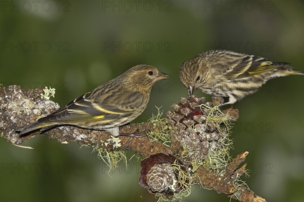 Pine Siskin (Spinus pinus), California, USA, North America