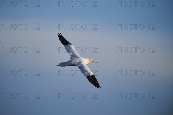 Northern gannet (Morus bassanus) flying in the sky, wildlife, Helgoland, Germany, Europe