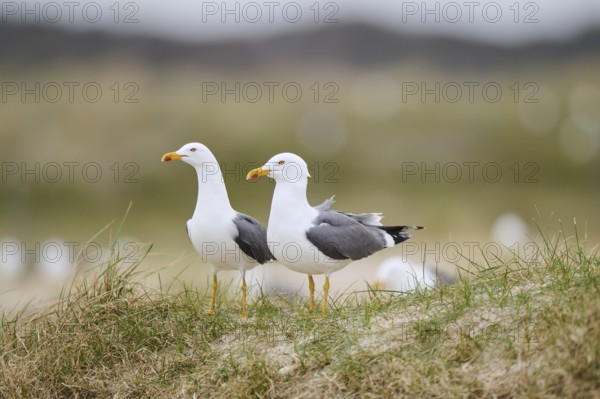 Yellow-legged gull (Larus michahellis) standing in the grass, Düne, Helgoland, Schleswig-Holstein, Germany, Europe