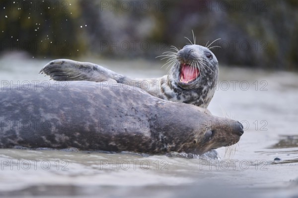 Grey seal (Halichoerus grypus) playing with each other in the water, sea, Düne, Helgoland, Schleswig-Holstein, Germany, Europe
