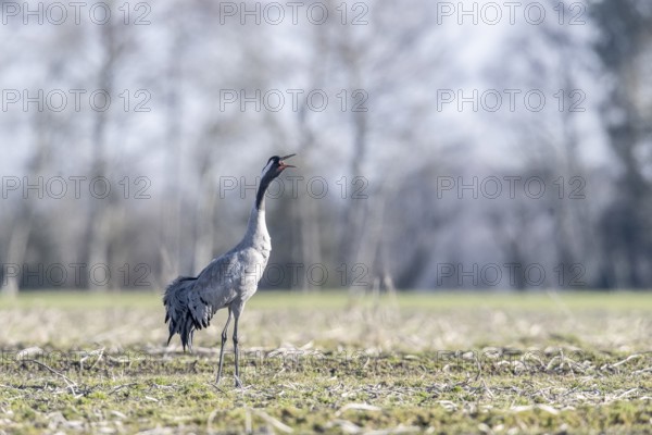 Crane (Grus grus), Emsland, Lower Saxony, Germany, Europe
