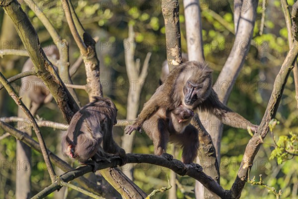 An adult female mandrill (Mandrillus leucophaeus) is standing with her baby high up in a tree on a branch, fighting with another female. A green forest can be seen in the background