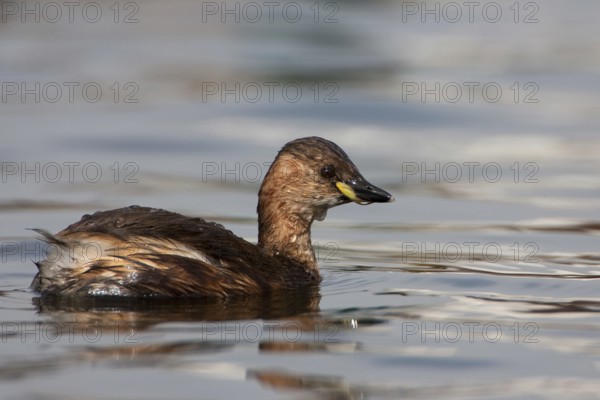 Little Grebe (Tachybaptus ruficollis), Bavaria, Germany, Europe
