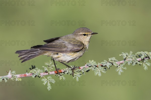 Common Chiffchaff (Phylloscopus collybita), Eilat, Israel, Asia