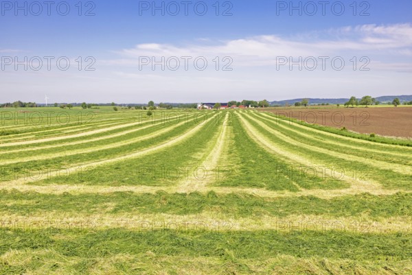 Landscape view at a grass field of harvested grass in the countryside on a beautiful summer day