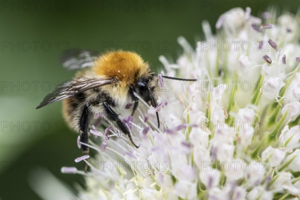 Early bumblebee (Bombus pratorum) on teasel (Dipsacus sylvestris), Emsland, Lower Saxony, Germany, Europe