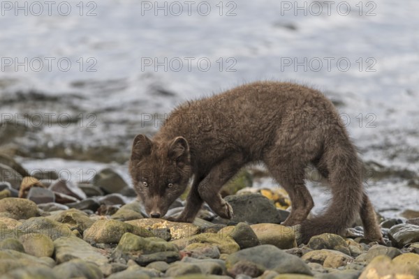 Dark arctic fox (Vulpes lagopus) walks over stones by the sea, curious, East Fjords, Iceland, Europe