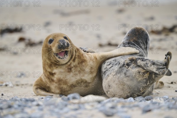 Grey seal (Halichoerus grypus) playing with each other on the beach, Düne, Helgoland, Schleswig-Holstein, Germany, Europe