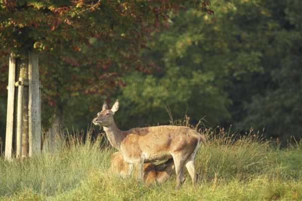 Red deer (Cervus elaphus) adult animal suckling calf during the rut, Allgäu, Bavaria, Germany, Allgäu, Bavaria, Germany, Europe