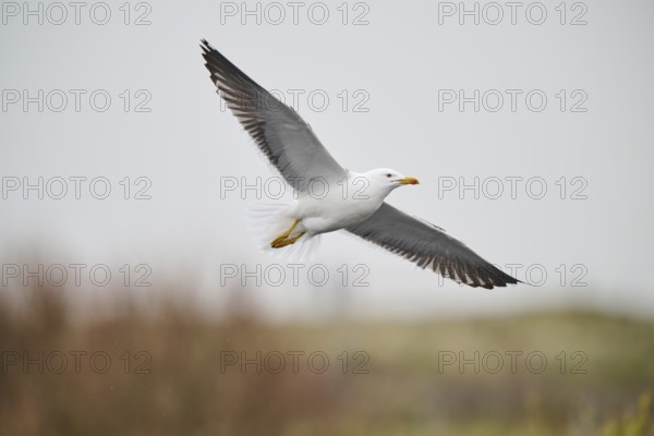 Yellow-legged gull (Larus michahellis) flying, Düne, Helgoland, Schleswig-Holstein, Germany, Europe