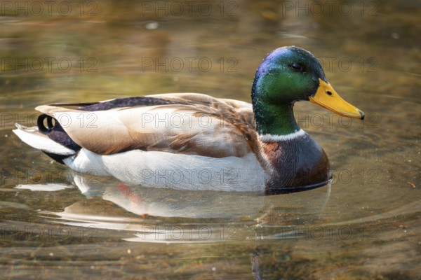 A male mallard (Anas platyrhynchos) sits calmly and relaxed in the water, surrounded by soft light reflections, Ternitz Lower Austria, Austria, Europe