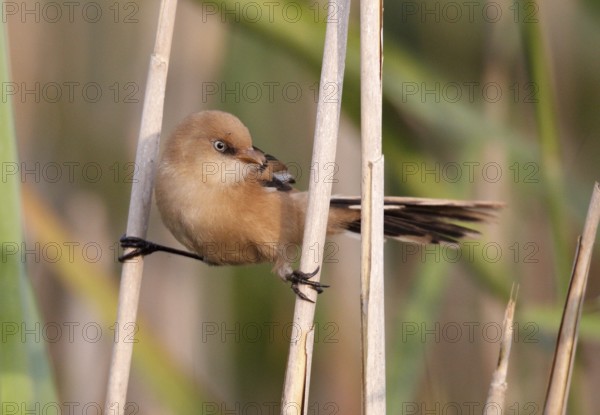 Bearded Reedling (Panurus biarmicus) juvenile, Mecklenburg-Western, Pomerania, Germany, Europe