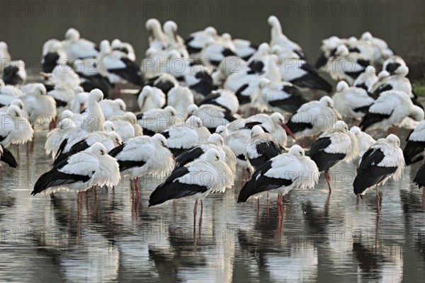 White storks (Ciconia ciconia), large flock roosting in shallow water, Flachsee, Canton Aargau, Switzerland, Europe