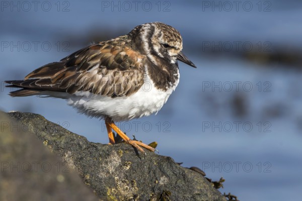 Ruddy Turnstone (Arenaria interpres), Texel, Netherlands