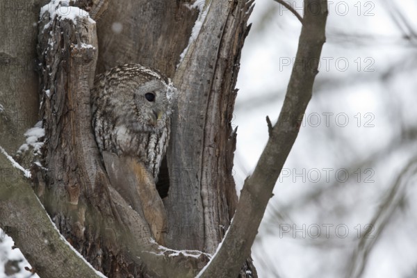 Tawny Owl (Strix aluco), Saxony, Germany, Europe