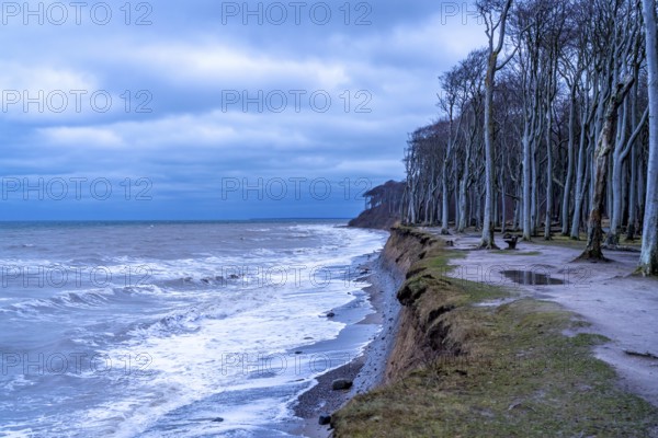Beach, cliffs and ghostly forest in the Baltic seaside resort of Nienhagen, Mecklenburg-Vorpommern, Germany, Europe