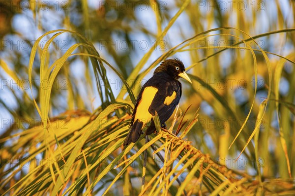 Yellow-rumped cacique (Cacicus cela) Pantanal Brazil
