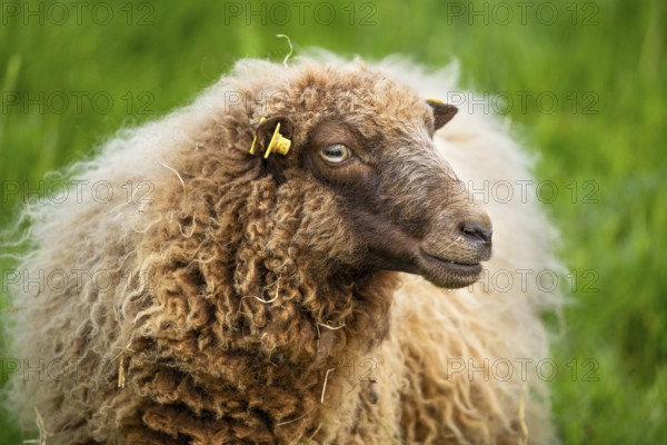 Brown sheep, portrait, Ouessant sheep (Breton dwarf sheep), grazing. Germany