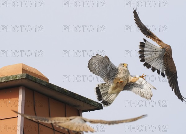Two male kestrels (Falco tinnunculus) in a territorial dispute over a building, a third Common Kestrel approaching, Hesse, Germany, Europe