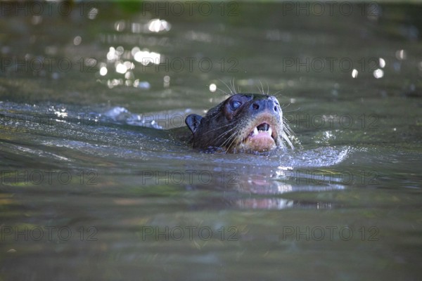 Giant otter (Pteronura brasiliensis) Pantanal Brazil