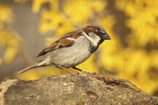House Sparrow (Passer domesticus) male, Allgäu, Bavaria, Germany, Allgäu, Bavaria, Germany, Europe