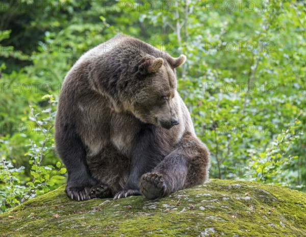 Brown bear (Ursus arctos) sitting on a rock covered with moss, captive, Bavarian Forest National Park, Bavaria, Germany, Germany, Europe