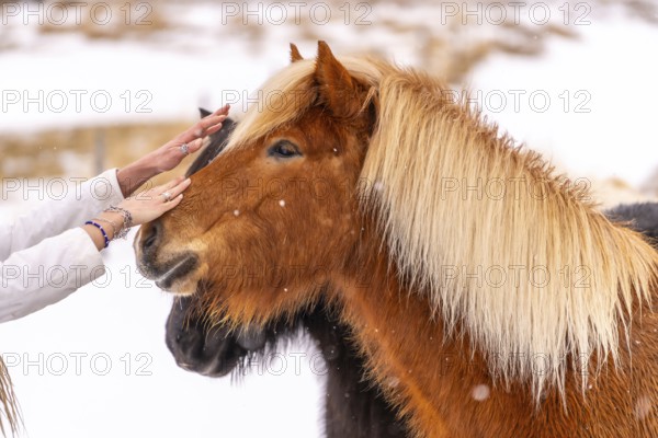 A woman's affection for a brown horse in the cold winter with snow in Iceland, Icelandic horse