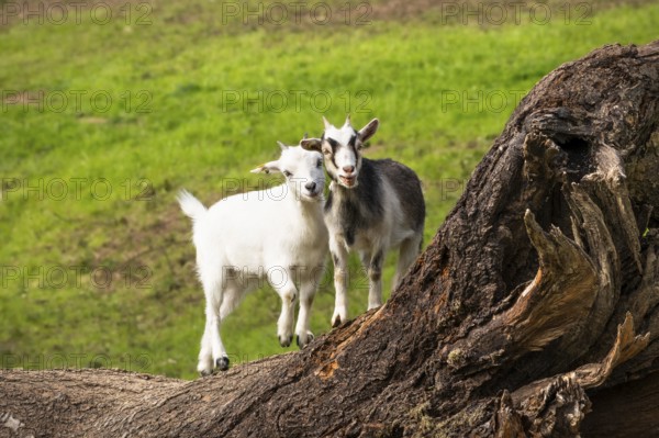 Two domestic goats, white and piebald, climbing on a tree trunk. Grazing. Germany