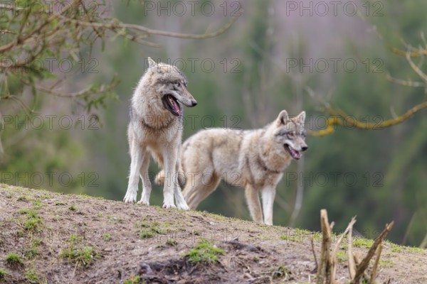 Two grey wolves (Canis lupus lupus) playing on a hill and showing social behaviour