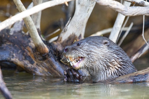 Southern river otter (Lontra longicaudis) Pantanal Brazil