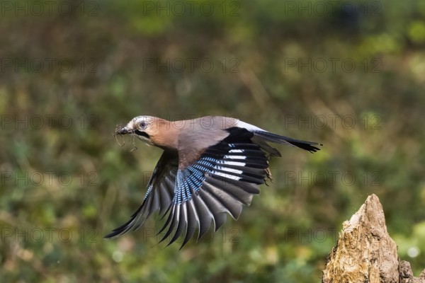 A jay (Garrulus glandarius) with nesting material in its beak flies with outstretched wings over a tree stump, Hesse, Germany, Europe