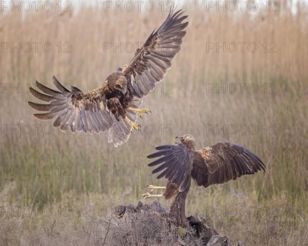 Marsh harrier (Circus aeruginosus) medium-sized bird of prey, female, hunting in reeds, on the hunt, looking for prey, foraging, defending own territory, flying, wingspan, Toledo, Spain, Europe