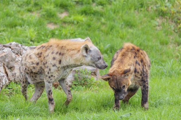 Two adult spotted hyenas (Crocuta crocuta), one male and one female, display courtship behaviour