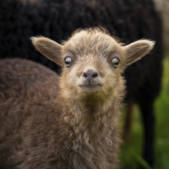Brown lamb, portrait, funny facial expression, insecure, suspicious, Ouessant sheep (Breton dwarf sheep), grazing. Germany