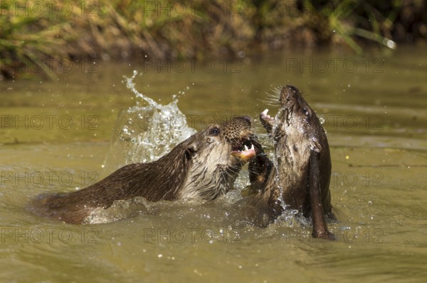 Two otters engage playfully in the water, splashing water visible, European otter (Lutra lutra), Germany, Europe