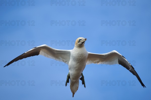 Northern gannet (Morus bassanus) flying in the sky, wildlife, Helgoland, Germany, Europe