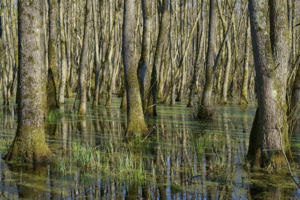 Riparian forest dense accumulation of trees in swampy forest water, alders, spring, nature reserve Rote Lache by Wolfgang, Wolfgang, Hanau, Hesse, Germany, Europe