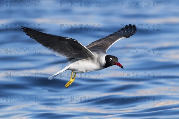White-eyed Gull (Ichthyaetus leucophthalmus) flying, Eilat, Israel, Asia
