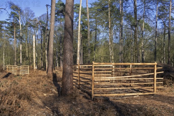 Wooden lattice called reeblock, roe deer block, fence for game browsing protection of young trees in coniferous forest in Belgium