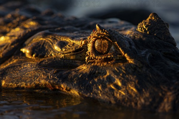 Spectacled caiman (Caiman crocodilius) Pantanal Brazil