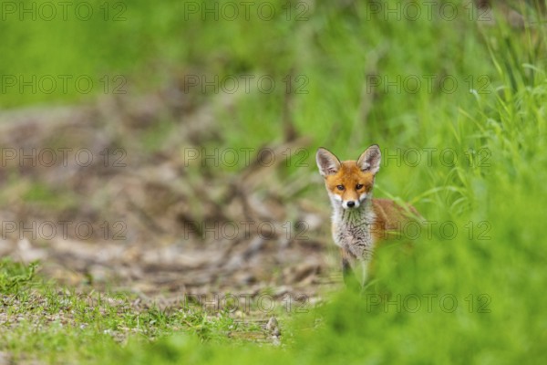 Fox (Vulpes vulpes) puppy Germany