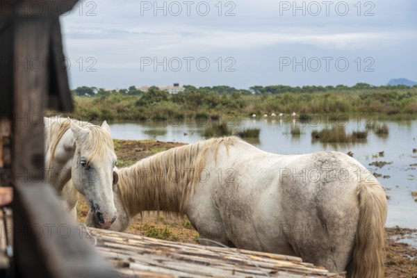 Two white horses grazing peacefully by the water in s'albufera natural park, mallorca, with birds in the background