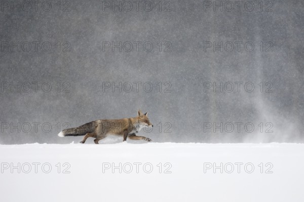 Red fox in the snow, Steinborn, Rhineland-Palatinate, Germany, Europe