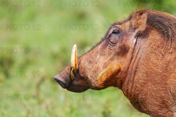 Warthog (Phacochoerus aethiopicus) Aberdare National Park Kenya