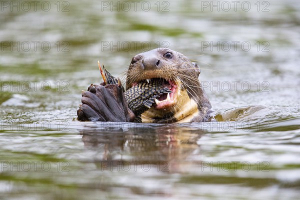 Giant otter (Pteronura brasiliensis) Pantanal Brazil