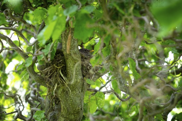Blackbird (Turdus merula) sits in its well-hidden nest between branches, Germany, Europe