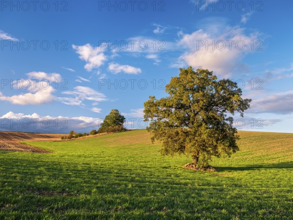 Green field with solitary oak tree under blue sky with clouds in autumn, Burgenlandkreis, Saxony-Anhalt, Germany, Europe