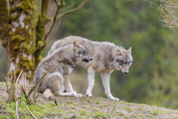 Two grey wolves (Canis lupus lupus) on a hill, one standing, one sitting