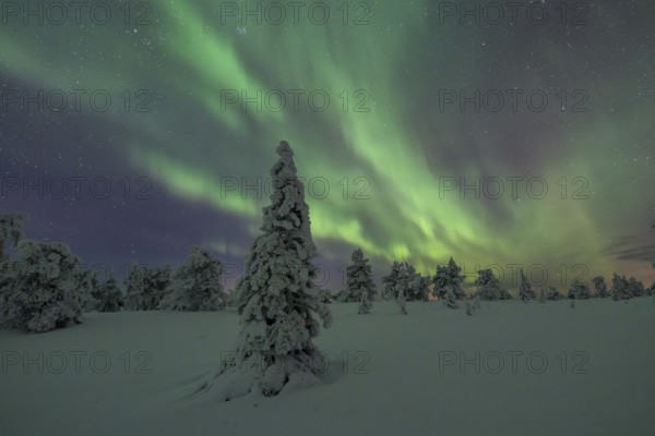 Northern lights over winter landscape, snow-covered trees, Riisitunturi National Park, Posio, Lapland, Finland, Europe