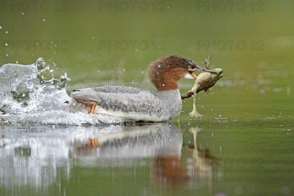 Common merganser. Mergus merganser. A female caught a bull frog and swims fast to escape from a another hungry merganser. Lake Wapizagonke. La Mauricie national park. Province of Québec. Canada